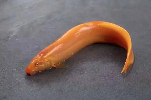 黄金泥鳅市场价格(新消费观察可食用黄金泥鳅进入成都商超)3