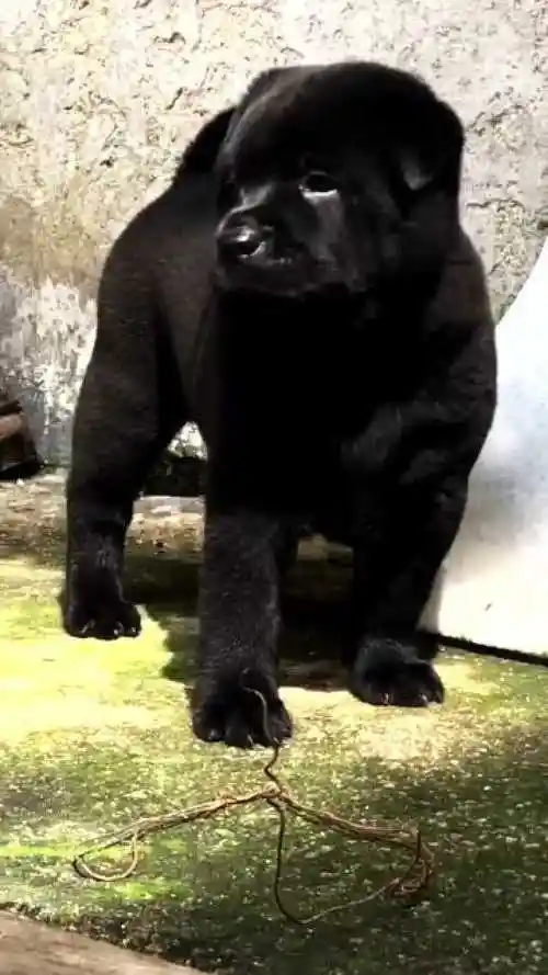 极品五黑麒麟犬,胆足狗凶虎背熊腰,是辟邪镇宅之宝!