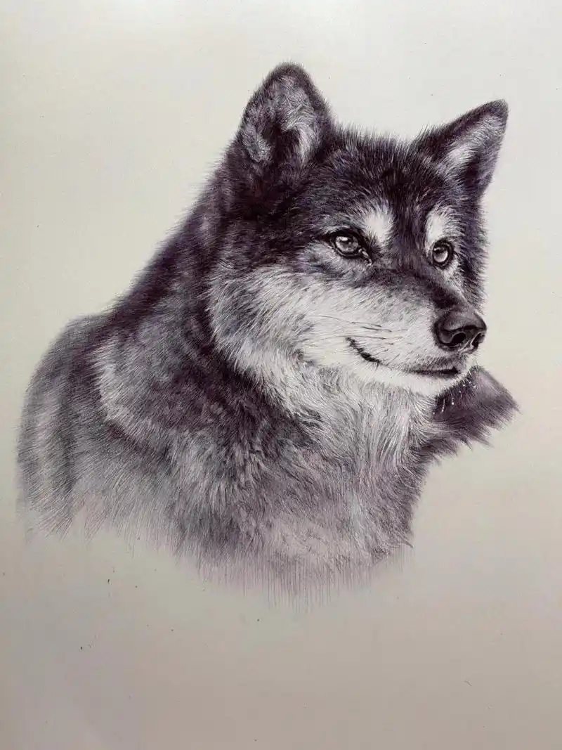 素描动物-狼(有点像狗)及一些作画步骤 这幅画难在毛发的处理上 真的