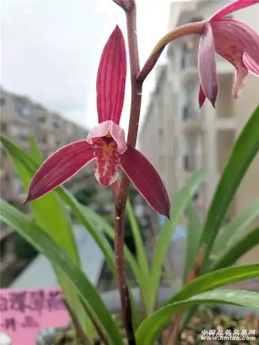 火树红冠开品共赏-建兰篇-中国兰花交易网社区