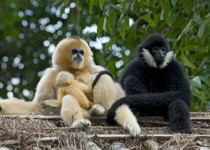 western black crested gibbon
