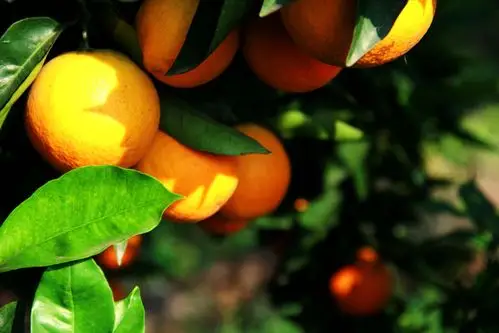 秭归夏橙三峡果园直发秭归脐橙夏橙水分足口感超过伦晚超甜橙子