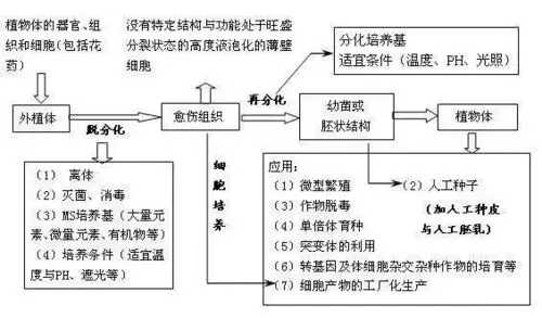 【组培课堂】|植物组织培养的技术流程