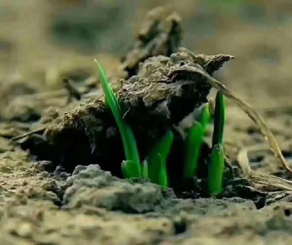 因为它破土而出的时候不去考虑