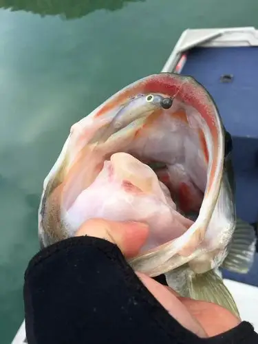 贝克力日式空心鱼职业钓手小森嗣彦赛场上的御用兵器