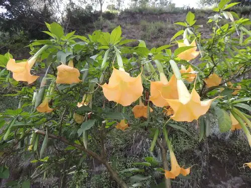 印度尼西亚-巴厘岛 日惹(婆罗浮屠) 苏腊巴亚(布罗莫火山)探秘之旅