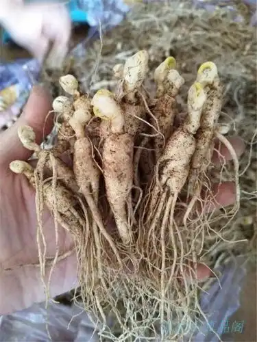 现挖长白山3年山参大苗西洋参苗盆景苗当年开花5棵每支重5克左右