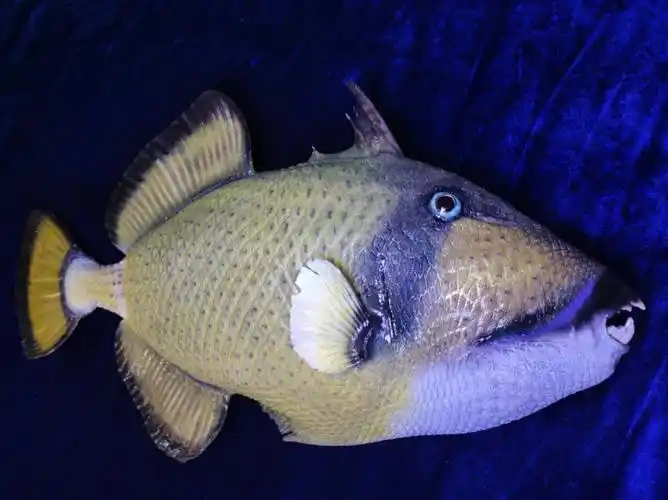 泰坦鳞魨海底二哈