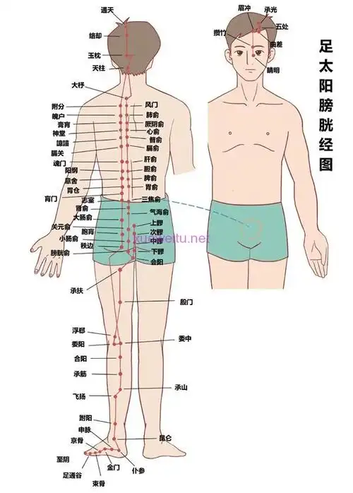 十四经脉穴位全图 | 经络图解