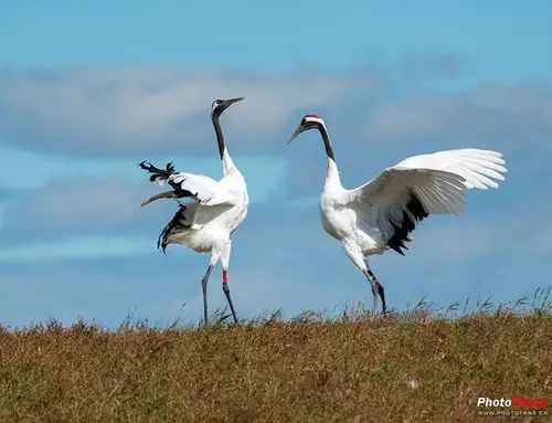 丹顶鹤 - 作品交流 - 佳友在线摄影网