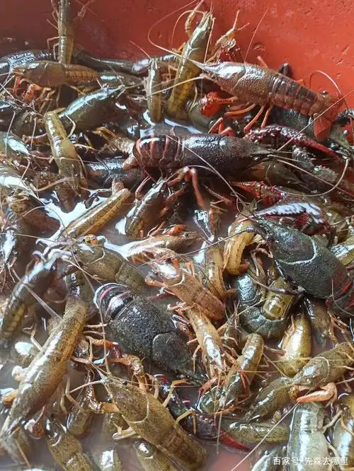 回乡捉龙虾过嘴瘾