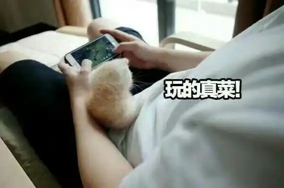 玩的真菜说你是不是又在玩游戏喵星人王者荣耀王者农药萌萌哒表情