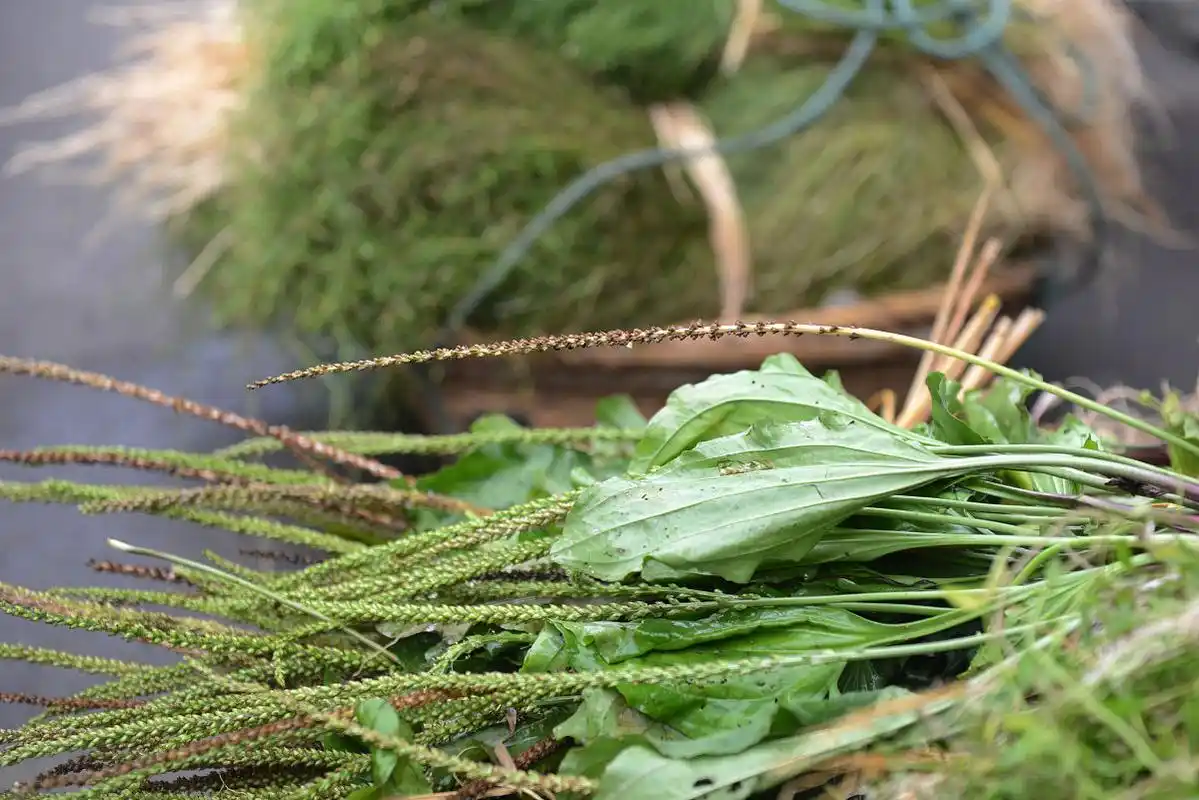 乡下凉茶图片植物凉茶图片 植物路边的凉茶草药农村常见凉茶草药图片