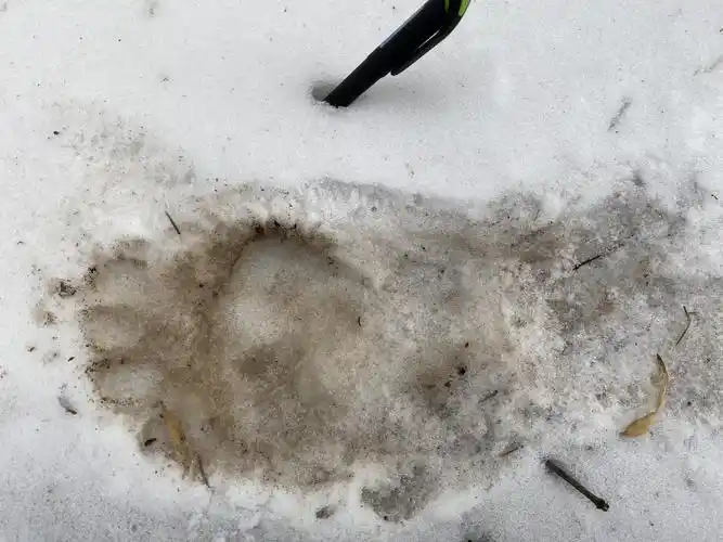 并在沿途行进中发现了大熊猫脚印多处