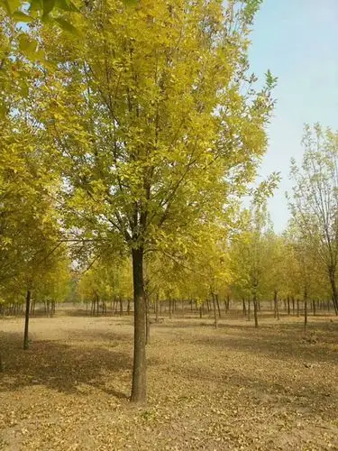 老白蜡_报价表_老白蜡树苗价格_基地批发_图片-博野县彩叶园林