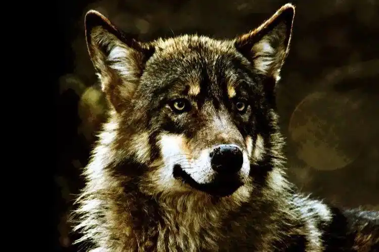 虽然凶残,但是不耍手段,狼,虽然冷血,但是没有心眼