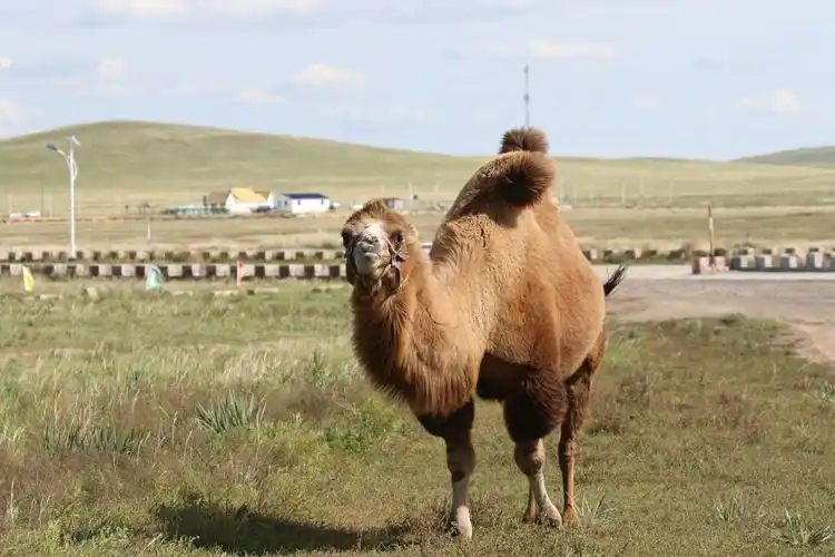 内蒙牦牛蒙牛骆驼 - 美篇