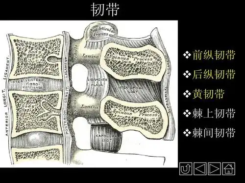 正常人体解剖学课件 韧带 前纵韧带 后纵韧带 黄韧带 棘上韧带 棘间
