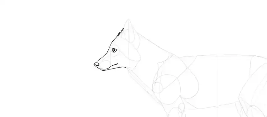 真实的狐狸怎么画简单 真实的狐狸画法教程 - 52思兴自学网