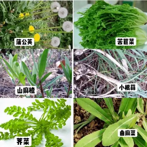 疾控提醒:图里这些菜有毒_野菜