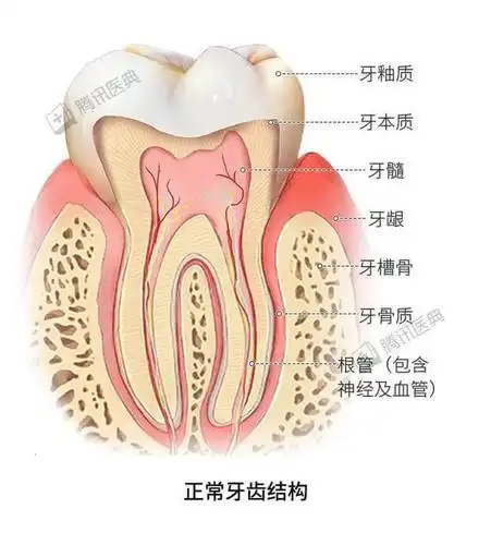 每天认真刷牙,为什么牙齿还是那么黄?被骗了呗