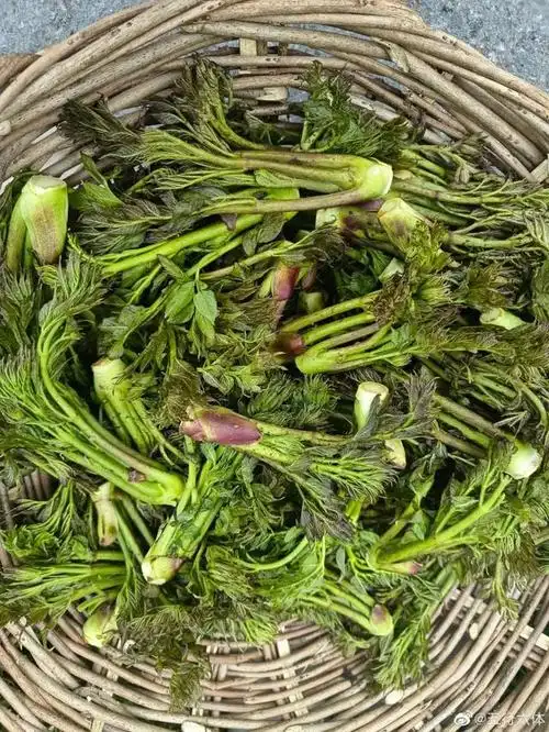 山野菜图片大全及名字(东北早市"山野菜"21种) - 爱美食