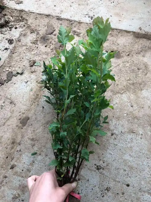 盆栽珍珠梅花花卉别墅庭院工程绿化苗木夏季时令草本花卉