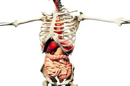 内脏结构3d人体渲染,解剖显示骨骼,肌肉系统和内脏照片