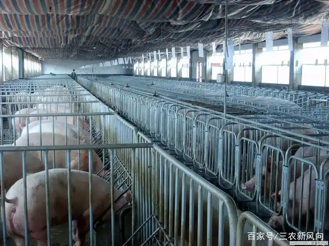 养猪场建造 - 热门商品专区