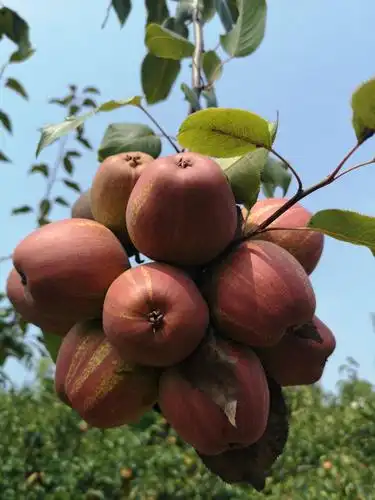 红啤梨树苗 梨树苗优惠价出售