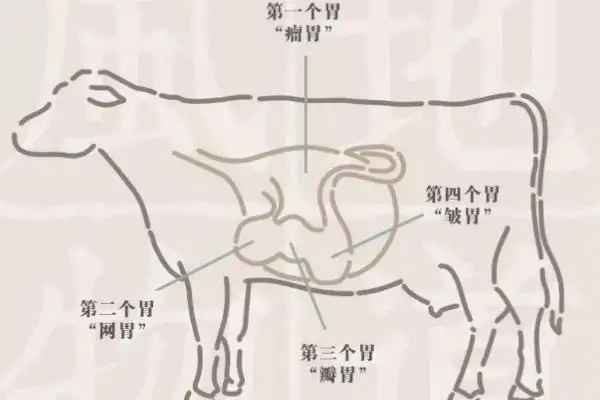 牛有四个胃有什么现象四个胃分别是什么哪个才是真正的胃