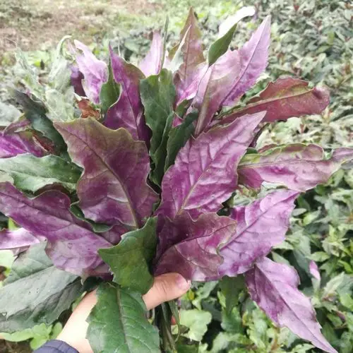 新品紫背菜种苗30株不带根四川紫背天葵苗血皮菜蔬菜种子观音菜苗