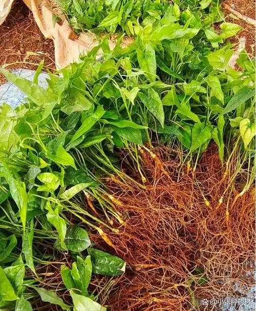 金果榄对阳光充足的环境特别喜爱,所以选择一个阳光充足区域进行种植