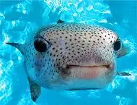 百度百科——全球最大中文百科全书