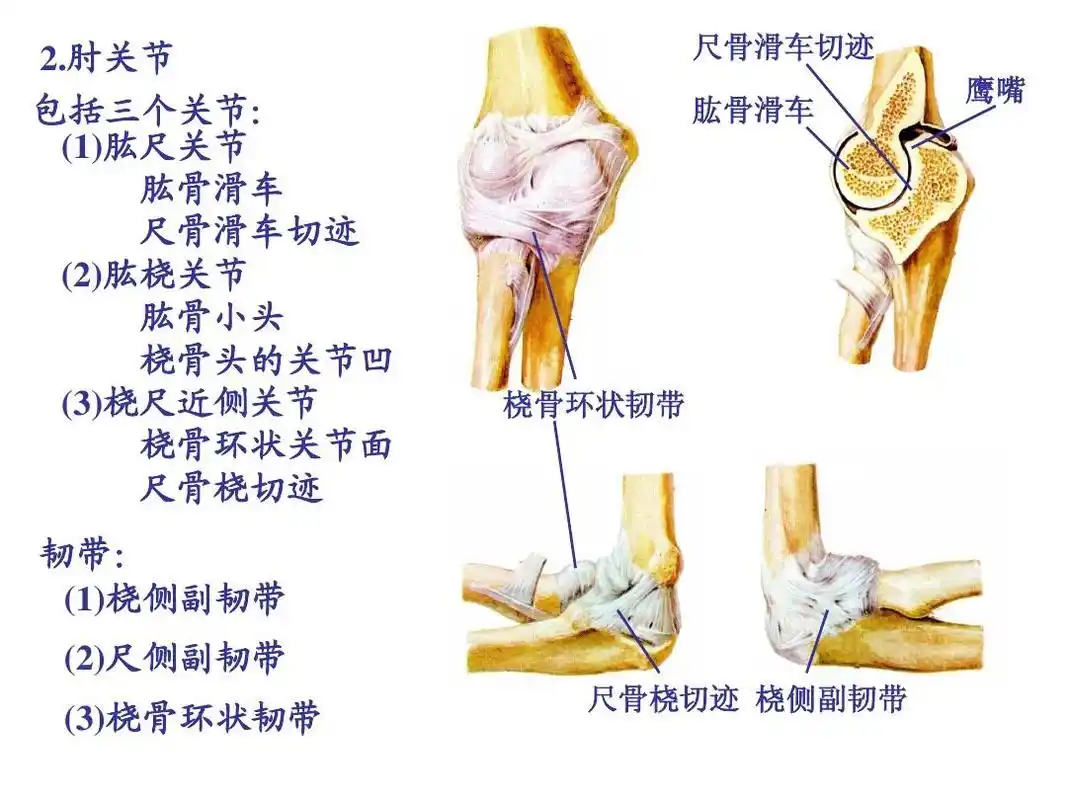 2关节总论2