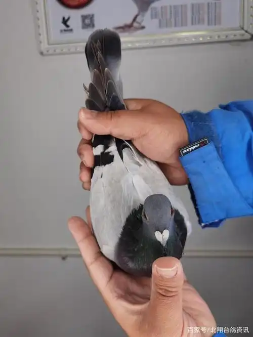 珍藏鸽欣赏,综合亚军鸽