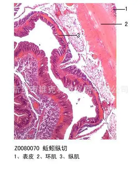 蚯蚓横切生物切片环节动物门中小学显微镜专用