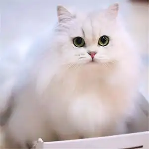 纯种长毛金吉拉猫咪活物小奶猫活体幼崽猫宠物猫血统白色大连猫舍