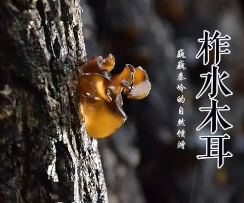 柞水木耳:年货网络团购特价优惠:柞水精品黑木耳礼盒200g干货野生特一