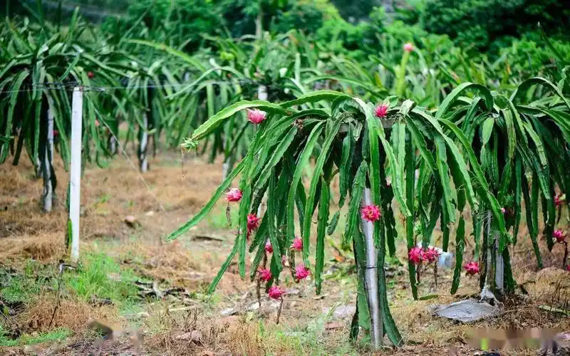 火龙果果园管理的15条基本准则_修剪_根系_果树