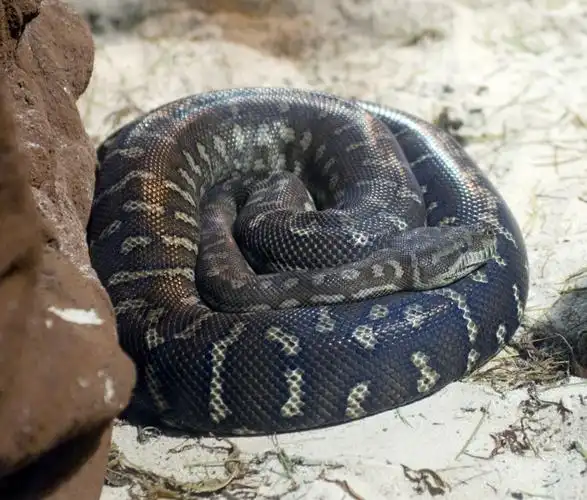 morelia spilota