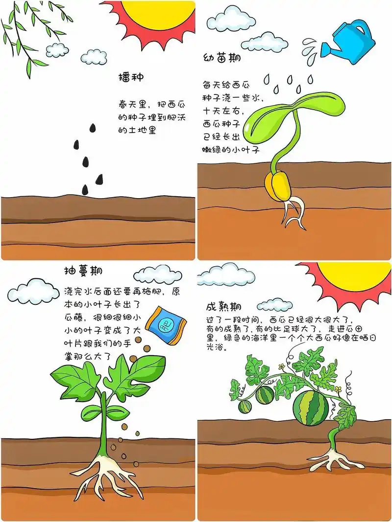 西瓜91生长记录95,小朋友们,你了解西瓜91的生长过程吗?
