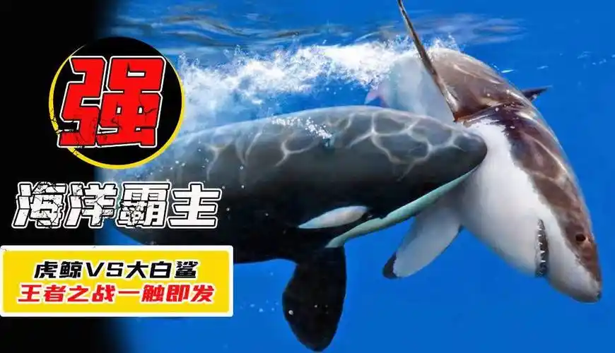 虎鲨遇到大白鲨谁才是当代最强生物没想到实力悬殊这么大