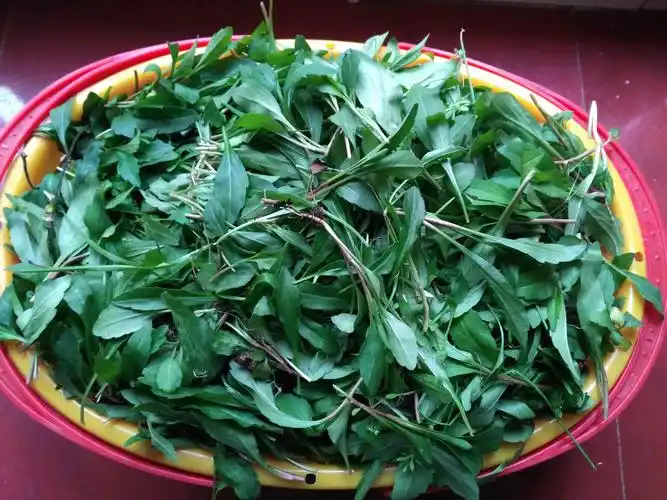 野菜中的大众情人马兰头