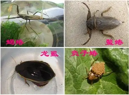 水生 昆虫 叮人