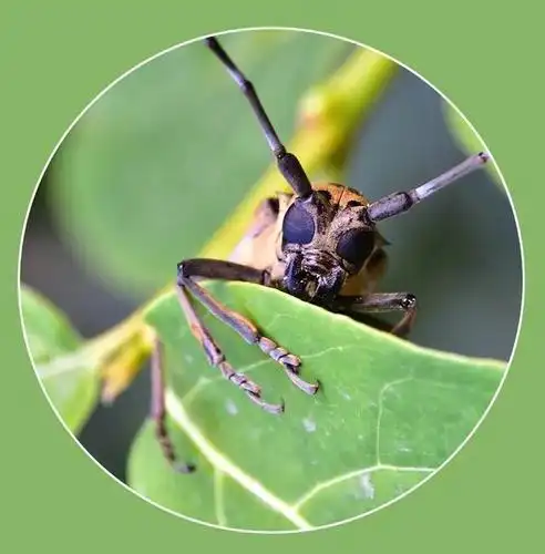 昆虫的口器是由头部的一些凸出部和附肢组成,由于食性和取食的方式不