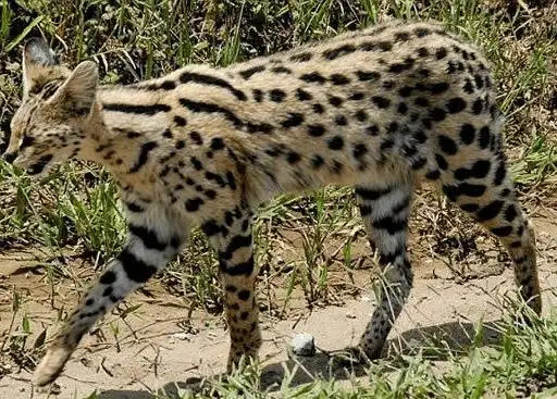 原创稀有奢华的阿瑟拉猫是世界上最贵的猫一只价值60余万元