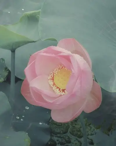 荷花荷叶莲蓬藕