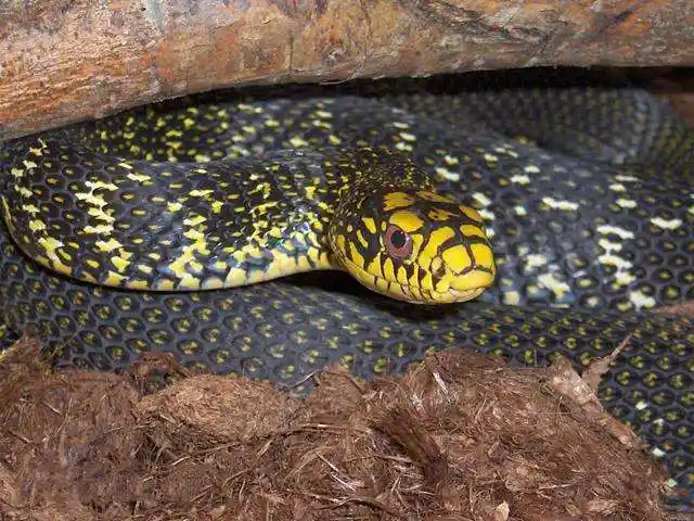 王锦蛇养殖技术