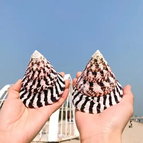 天然海螺贝壳特大花塔螺名鱼缸造景水族箱装饰品海螺